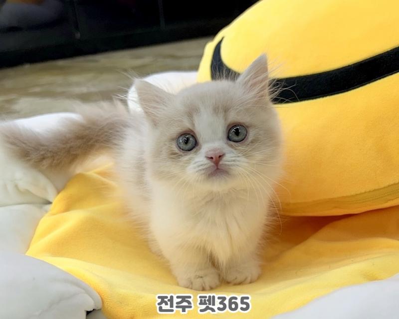 나폴레옹 (캐시)