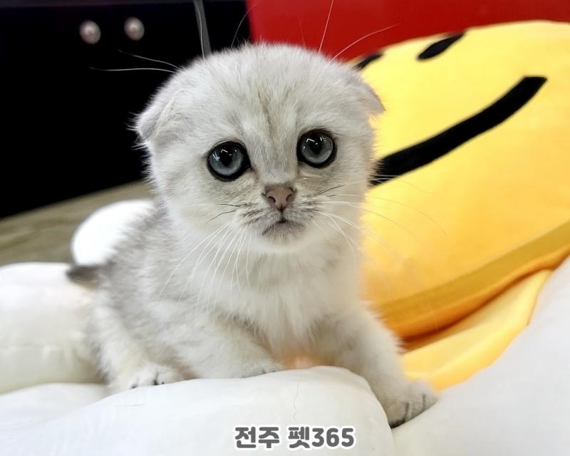 스코티쉬폴드 (말랑이)