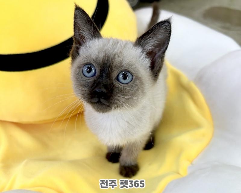 샴 (오레)
