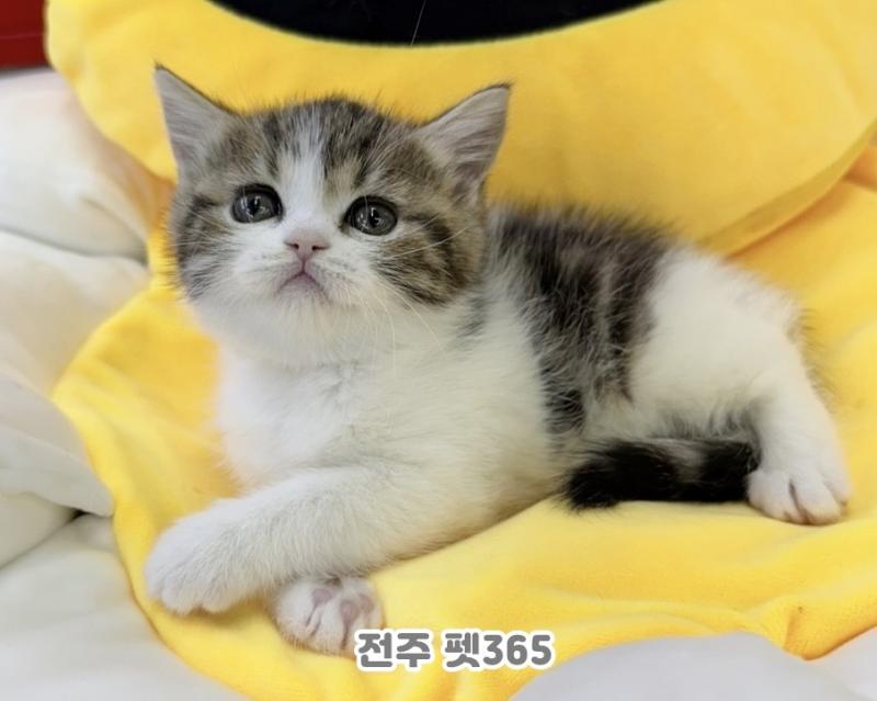 브리티쉬숏헤어 (유자)