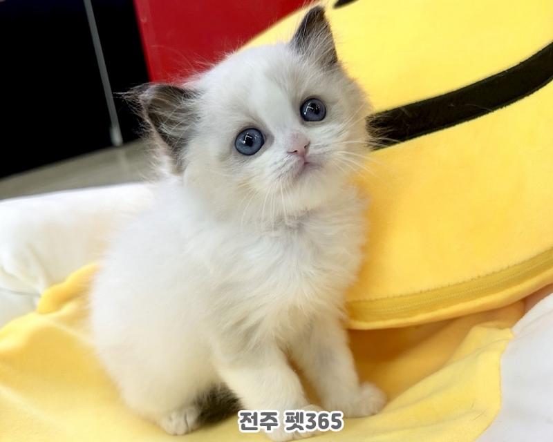 랙돌 (샛별이)