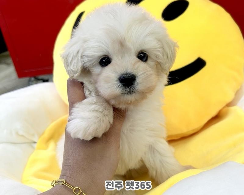 말티푸 (우디)