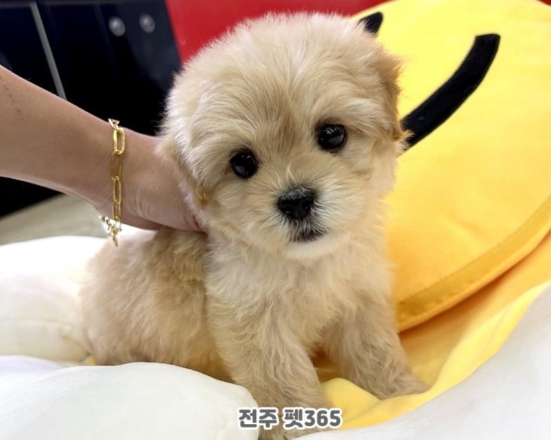 말티푸 (피치)