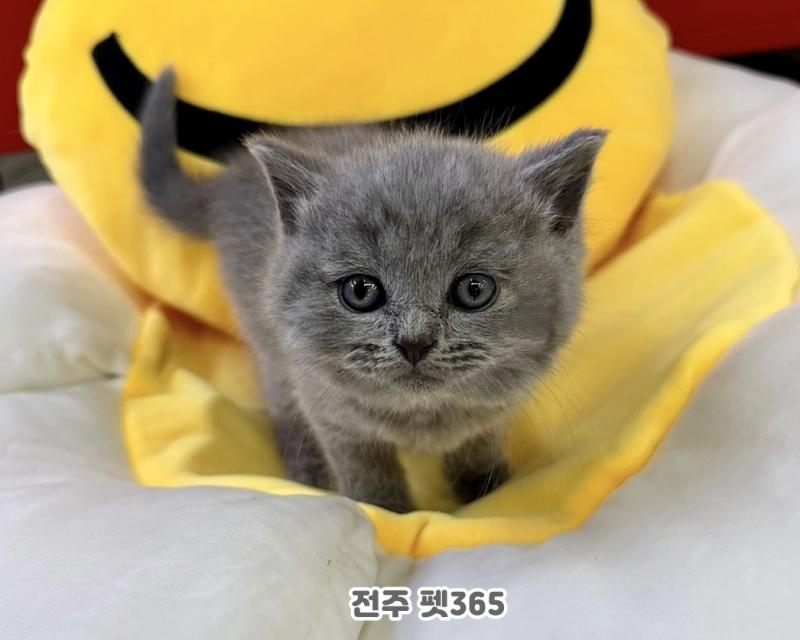 브리티쉬숏헤어 (빵글이)