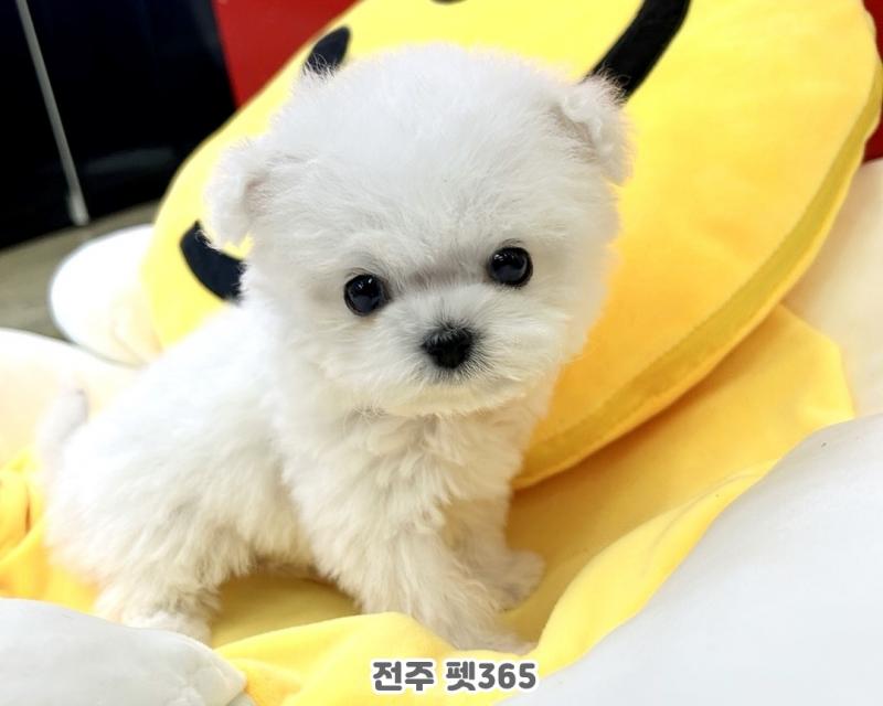미니 비숑프리제 (블링이)