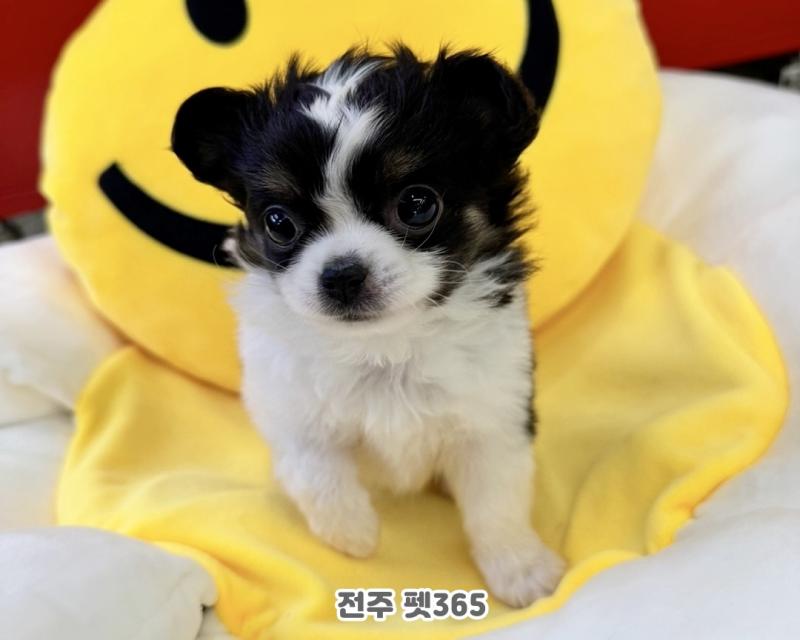 장모치와와 (뿌까)