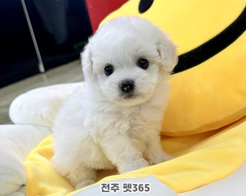 미니 비숑프리제 (밀크)