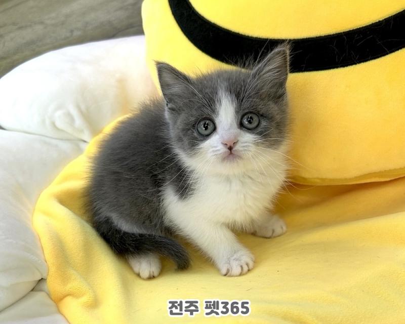 브리티쉬숏헤어 (츄츄)