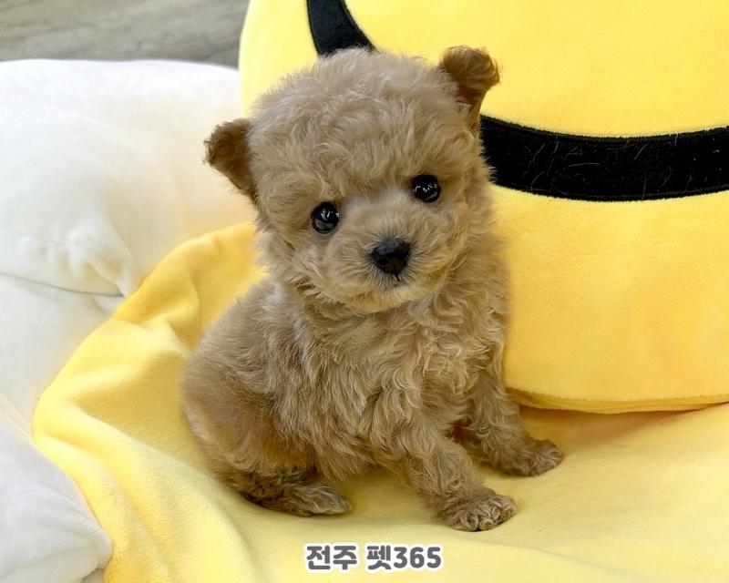 테디 말티푸 (쫑긋이)