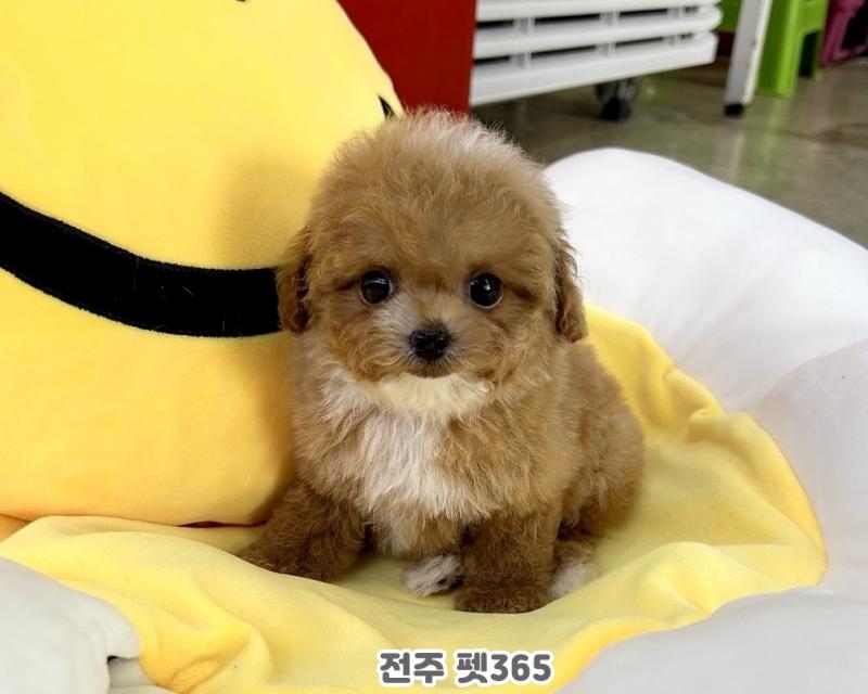 토이 크림푸들 (로랑이)
