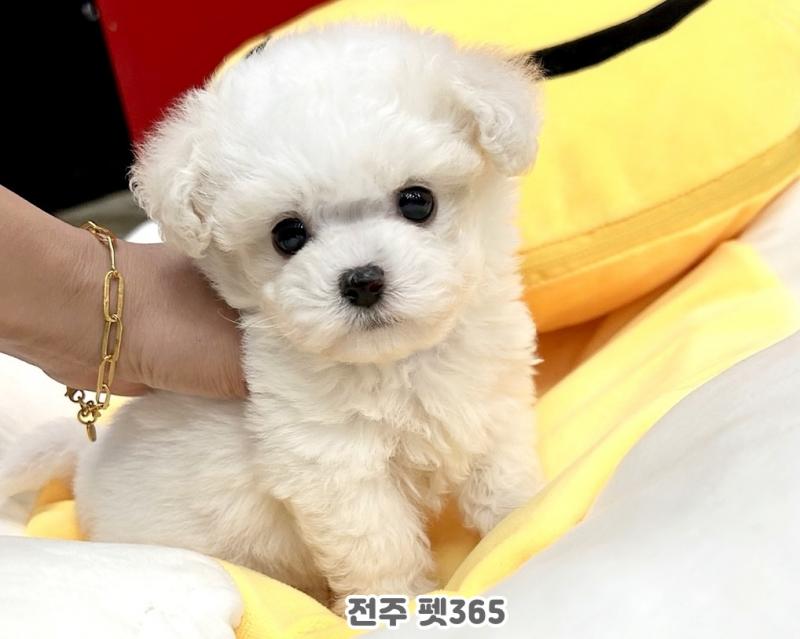 미니 비숑프리제 (숑숑이)
