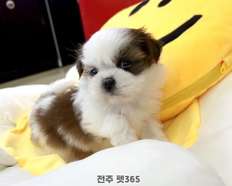 시츄 (먹뽀)