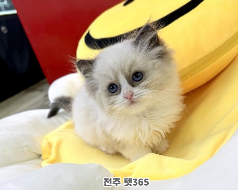 랙돌 (샤넬이)