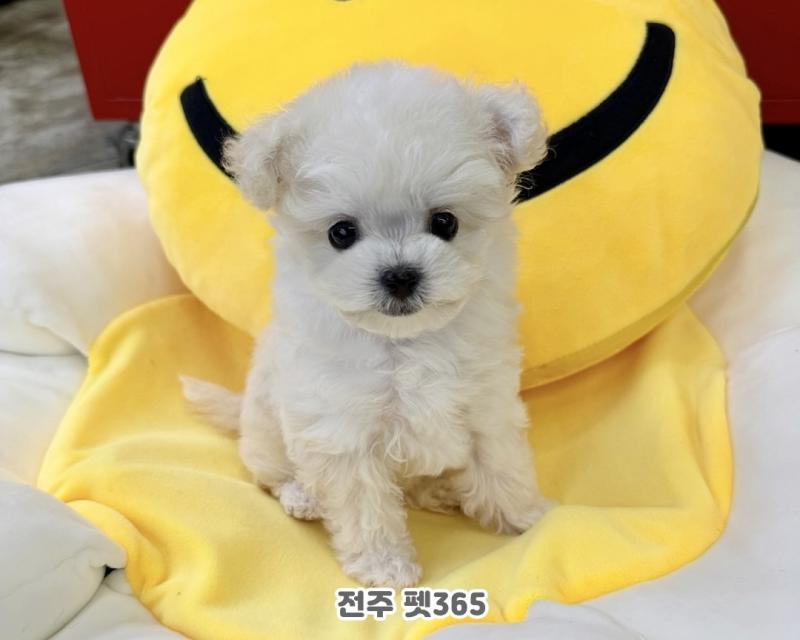 말티푸 (자음이)