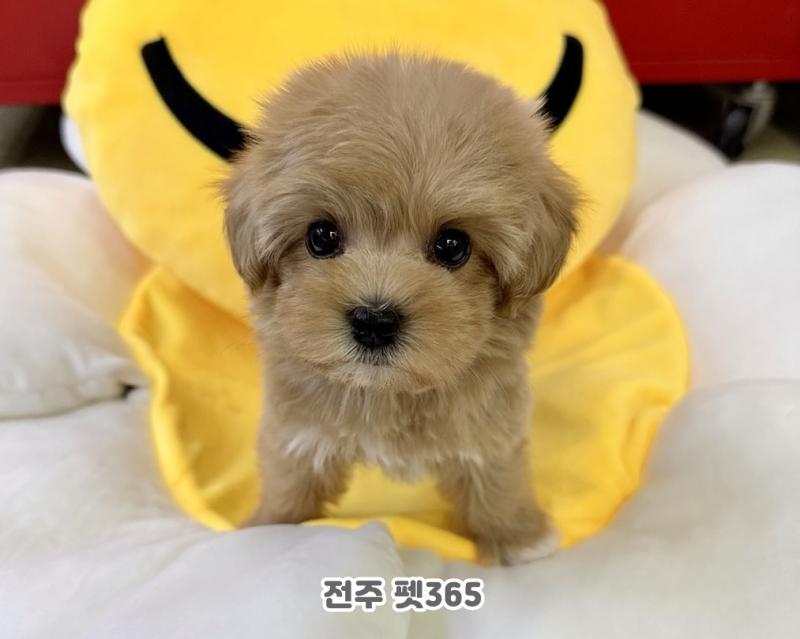 말티푸 (나나)