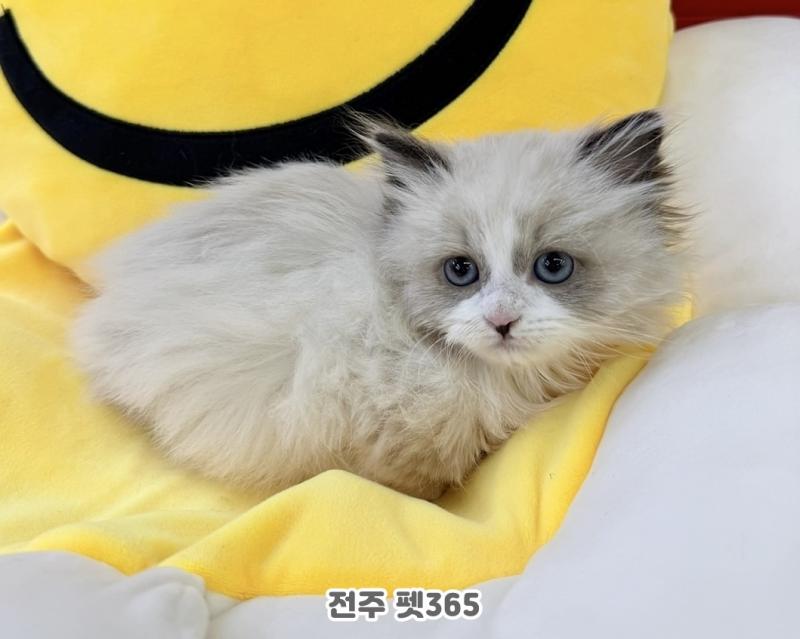 래가퍼 숏레그 (밍키)