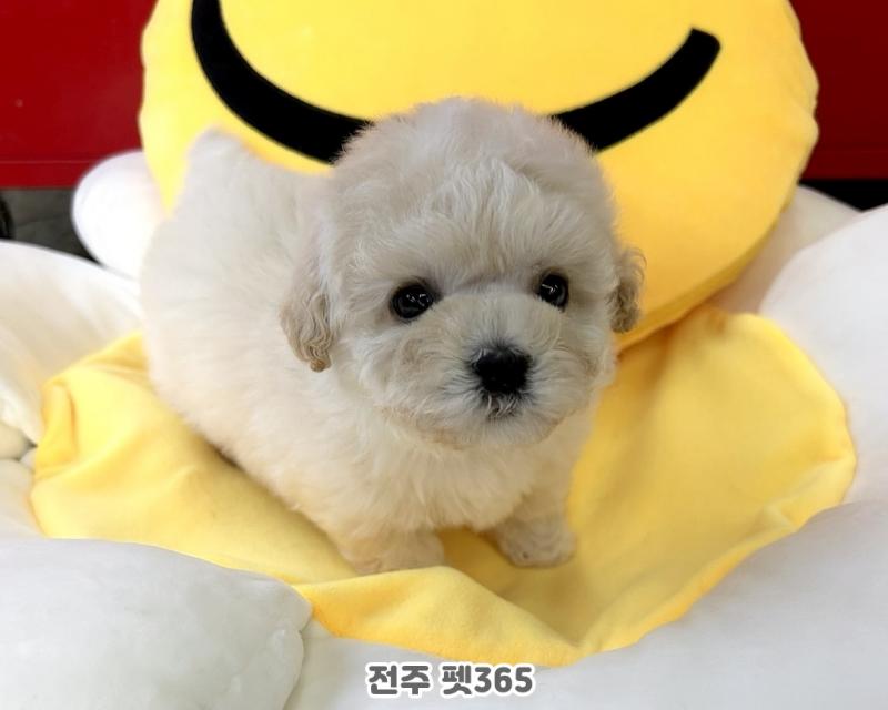 푸숑 (꼬불이)