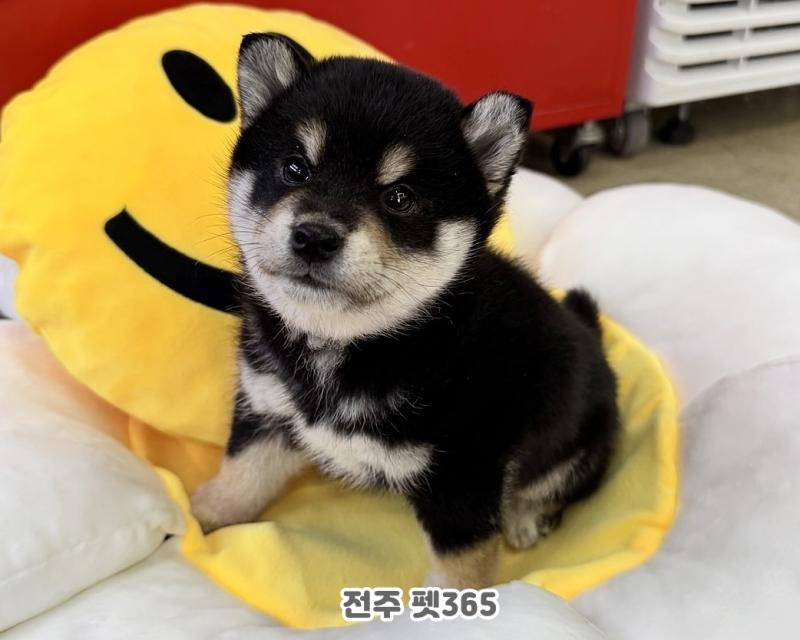 블랙탄 시바이누 (레오)