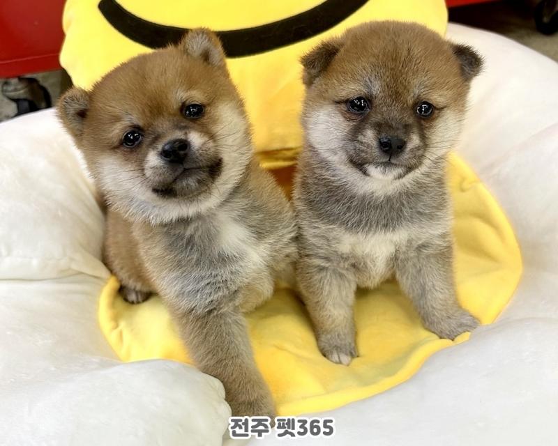 시바이누 (갈릭&버터)