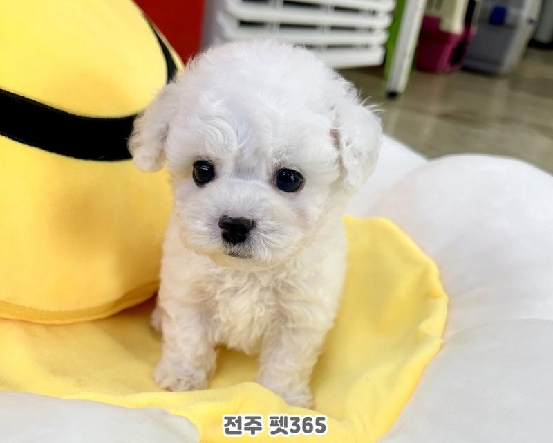 미니 비숑프리제 (똘망이)