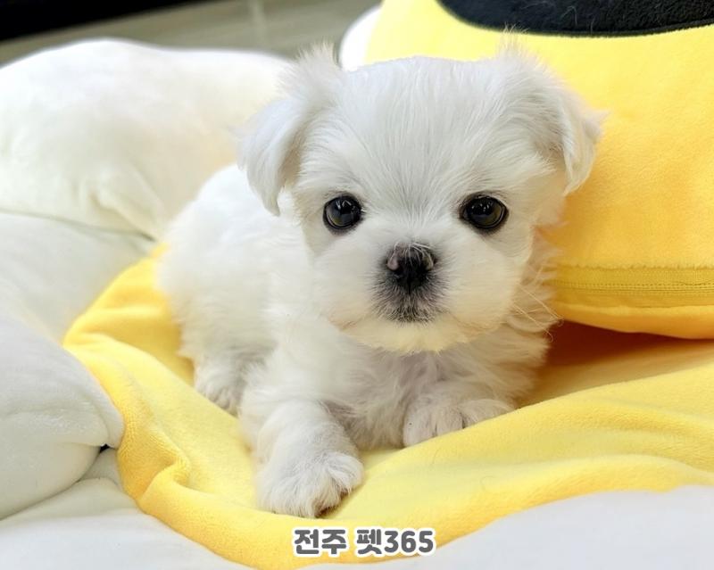 말티즈 (솔트)