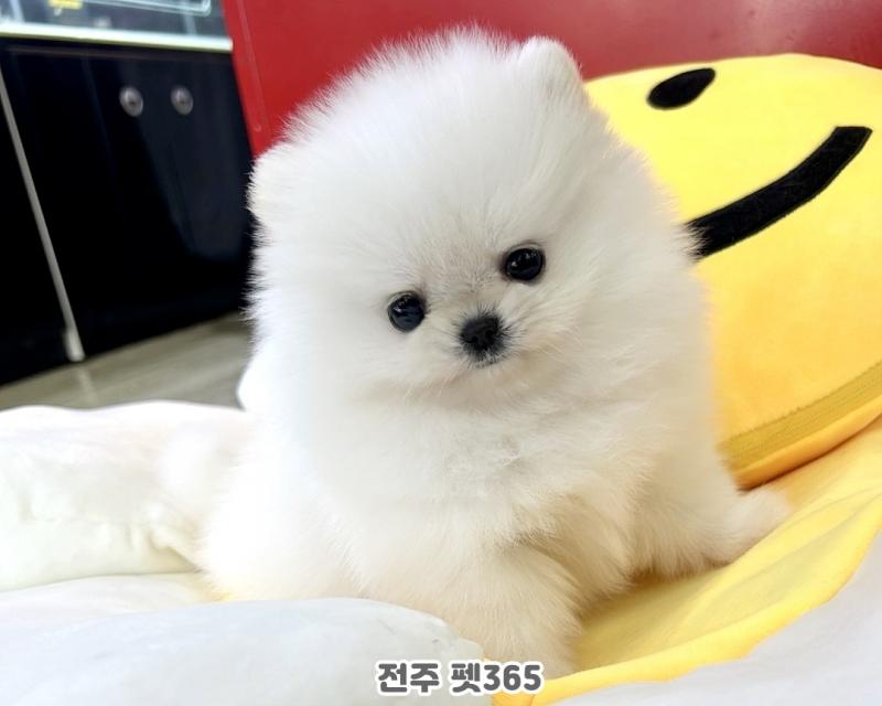 미니 포메라니안 (셀린)