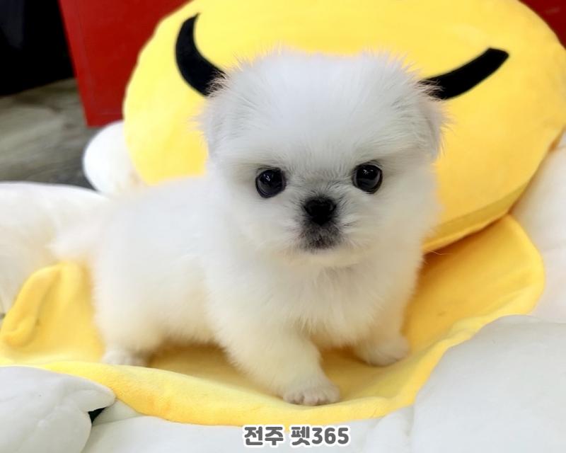 페키니즈 (뚱이)