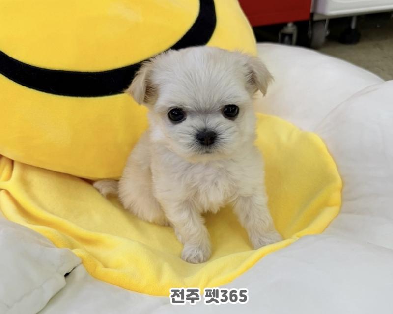 말티치 (보리)