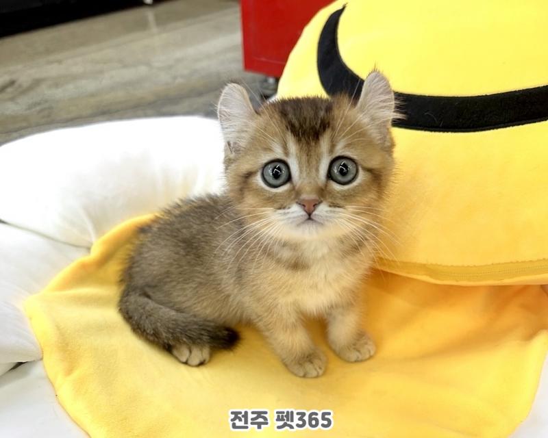 아메리칸 컬 (다람이)