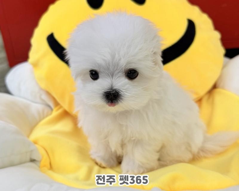 말티즈 (동동이)