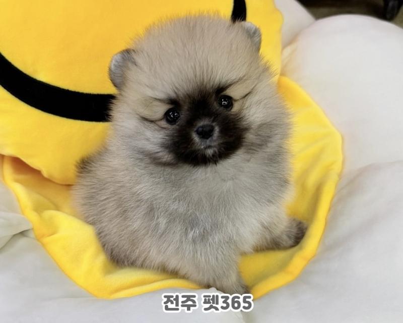 세이블 포메라니안 (쿠키)