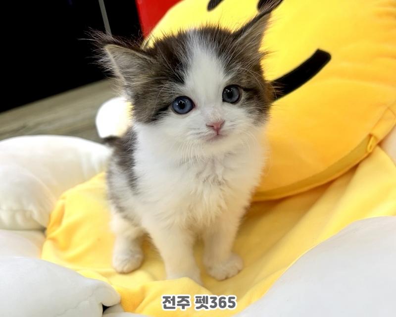 노르웨이숲 (로이)