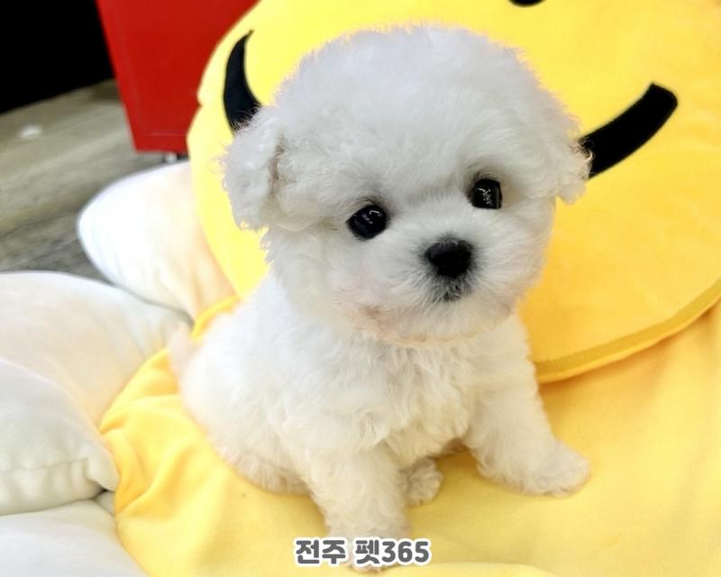 미니 비숑프리제 (소리)