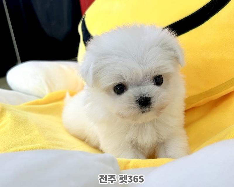 말티즈 (체리)
