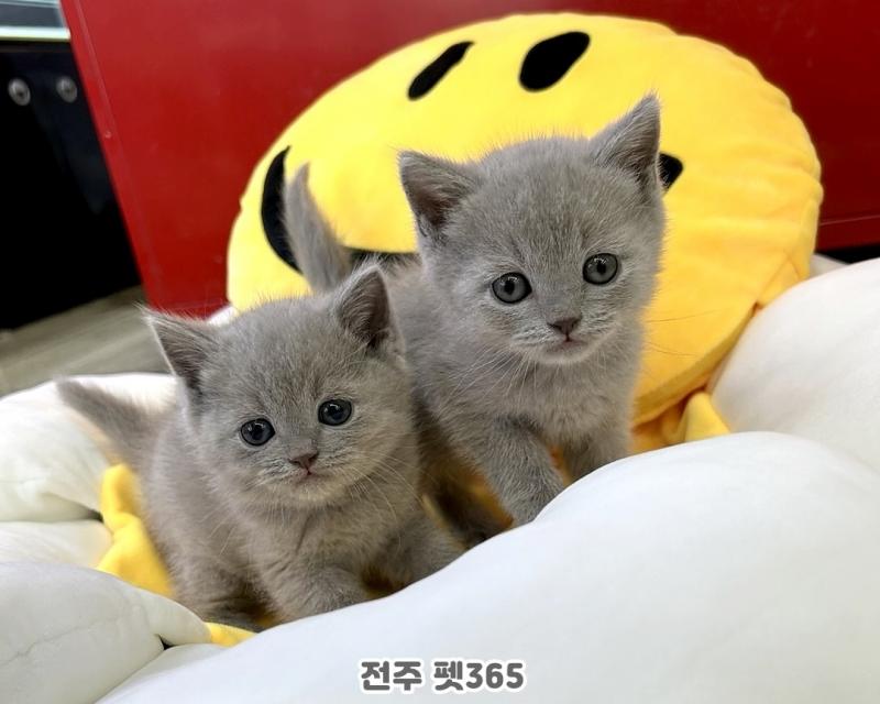 브리티쉬숏헤어 (아꿍&아깽)
