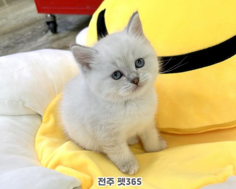 브리티쉬숏헤어 (다이아)