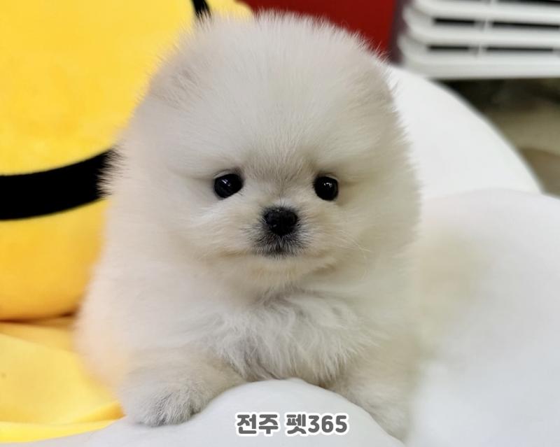 포메라니안 (밀크)