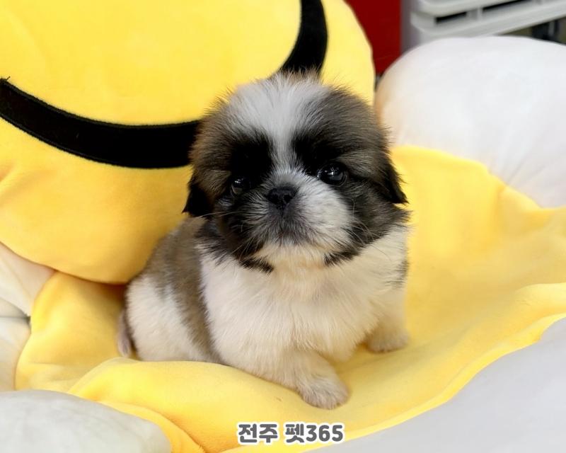 파티 페키니즈 (소망이)