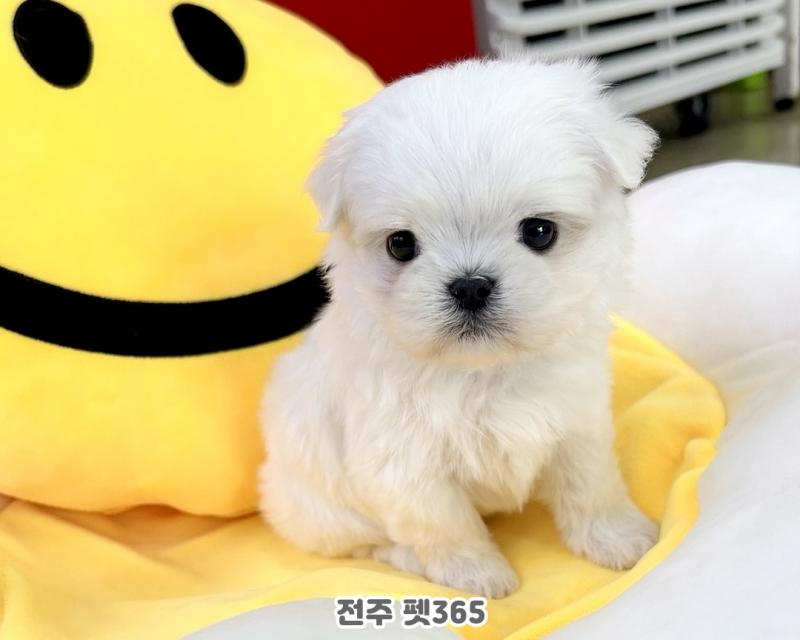 말티즈 (율무)