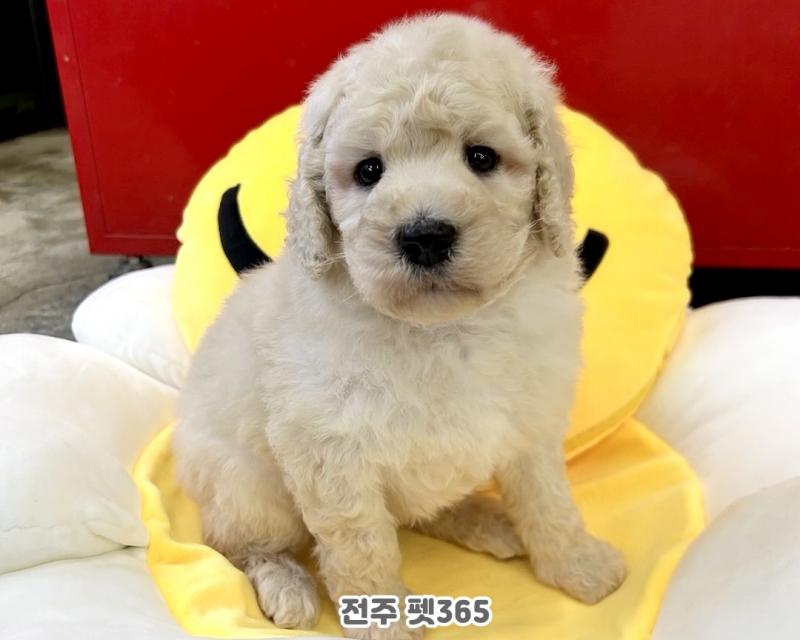 스탠다드푸들 (팝콘이)