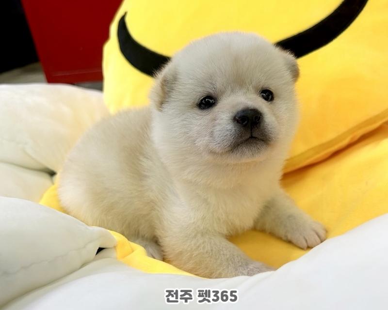 콩시바견 (연유)★혈통견★