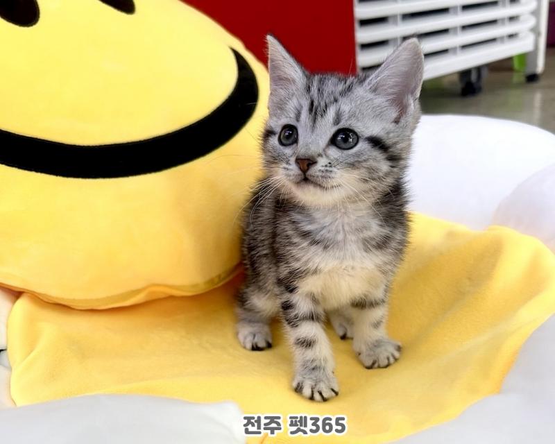 아메리칸숏헤어 (루안)