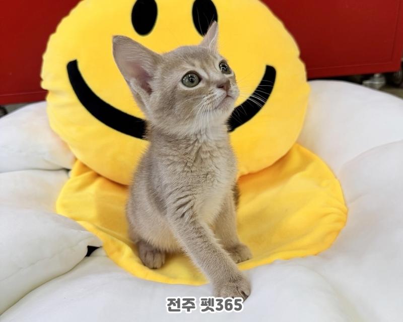 아비시니안 (땅콩이)
