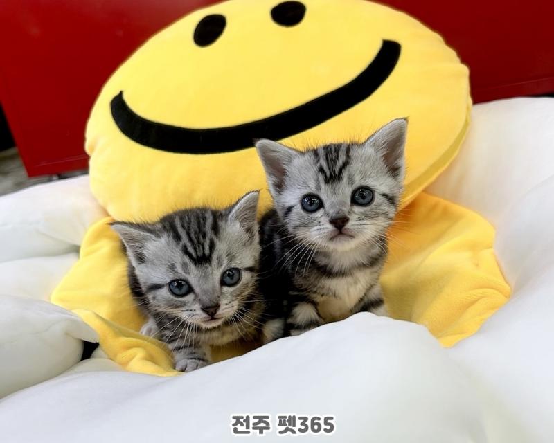 아메리칸숏헤어 (알콩&달콩)