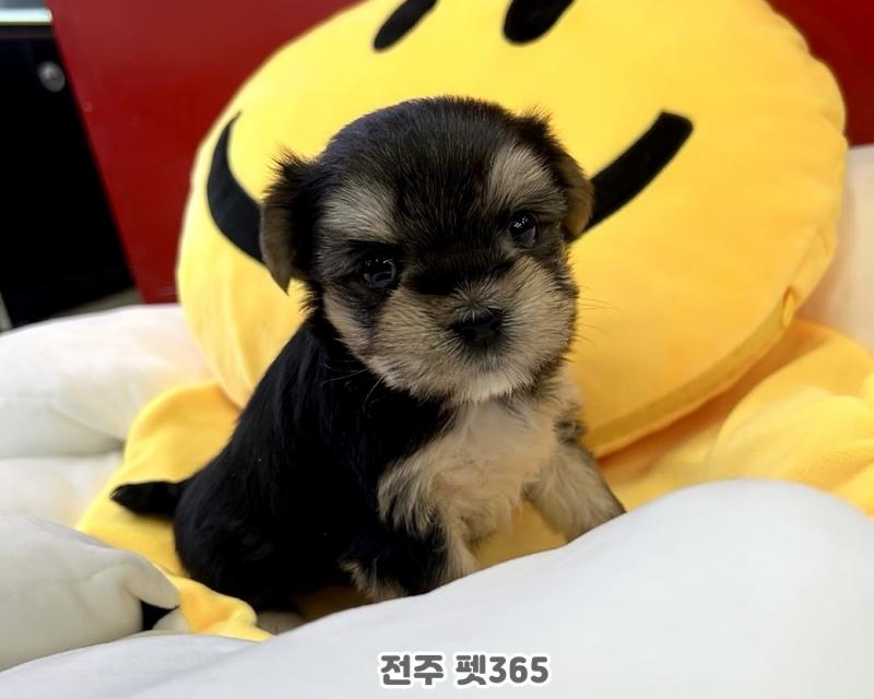 몰키 (후추)