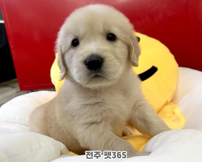 골든 리트리버 (누룽지)