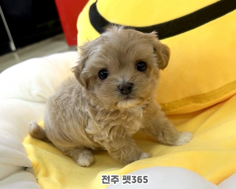말티푸 (홍시)