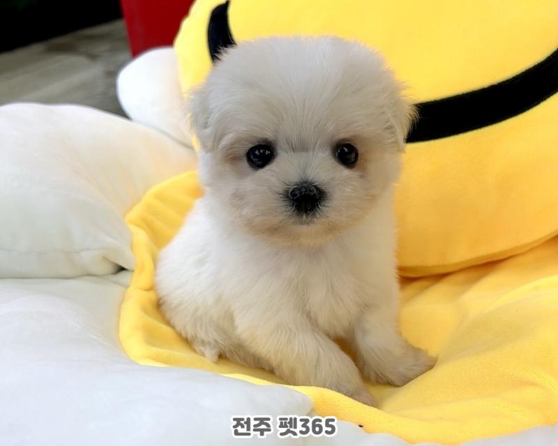 말티숑 (자두)