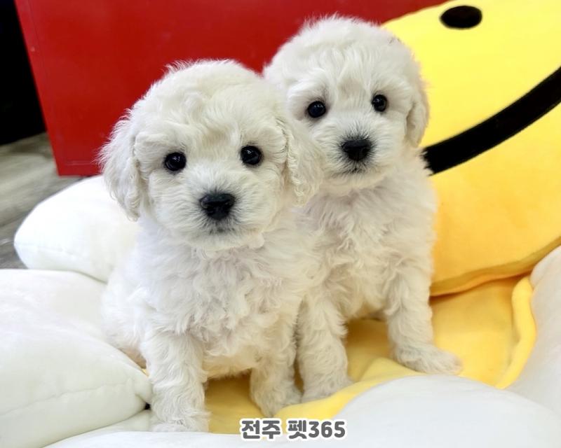 비숑프리제 (레인&보우)