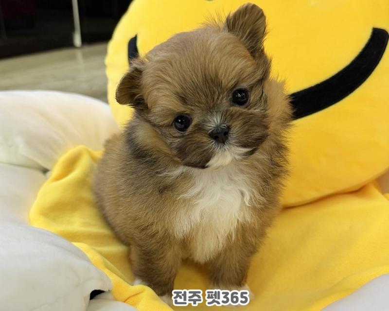 폼시츄 (밤송이)